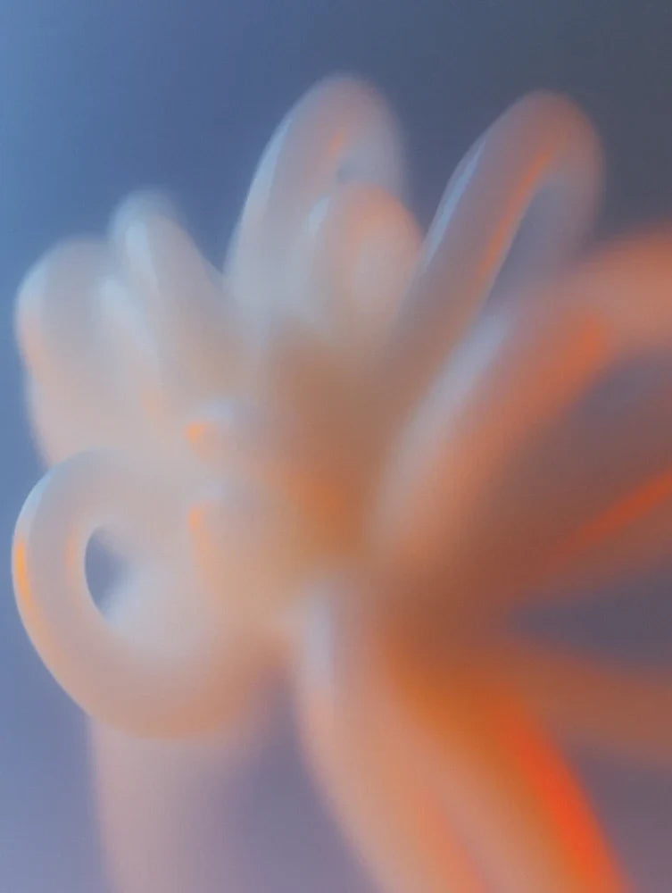 Chrysanthemum 01