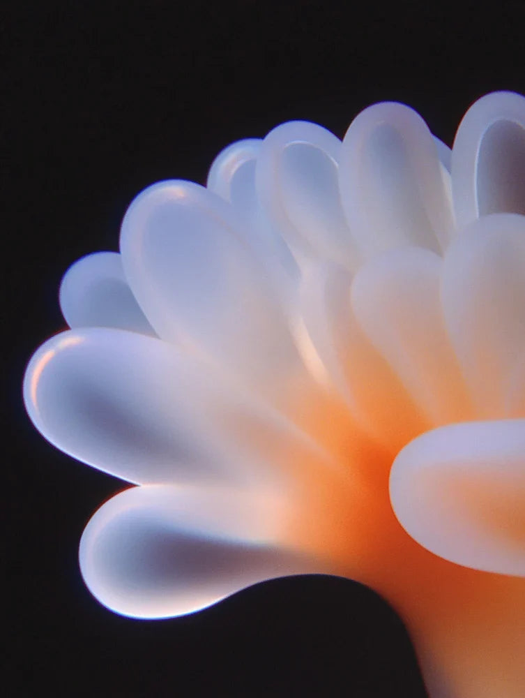 Chrysanthemum 02