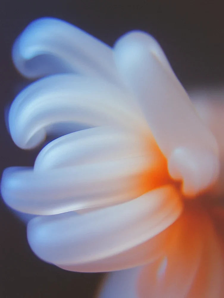 Chrysanthemum 04